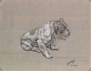 Bouledogue en porcelaine (Mine de plomb et crayon blanc - 1954)
