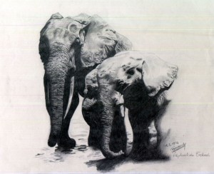 Elephants du Tchad (Mine de plomb - 1954)