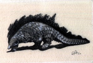 Pangolin (Fusain et crayon blanc - 1956)